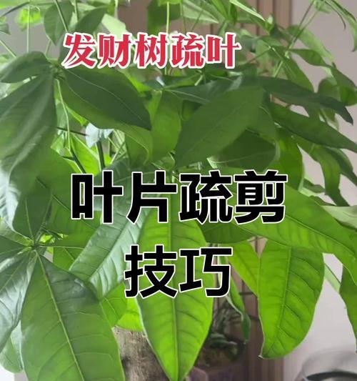 发财树叶子干燥的原因及解决办法？