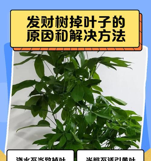 发财树叶子干燥的原因及解决办法？