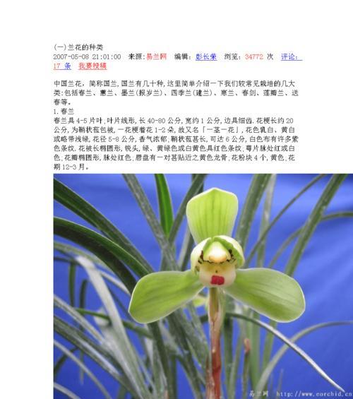 兰草品种有哪些分类？如何鉴别不同兰草品种？