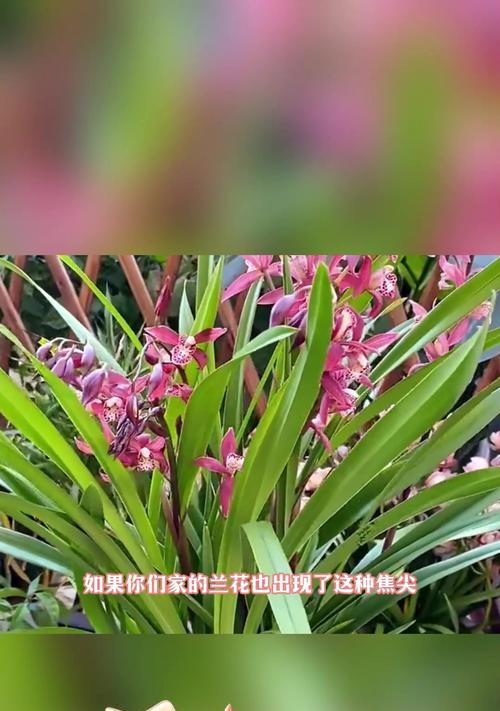 兰花如何养殖？兰花的养护技巧和注意事项是什么？