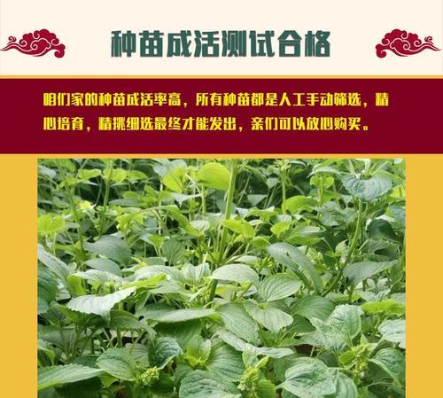 紫苏种子种植步骤是什么？如何提高紫苏种子的发芽率？