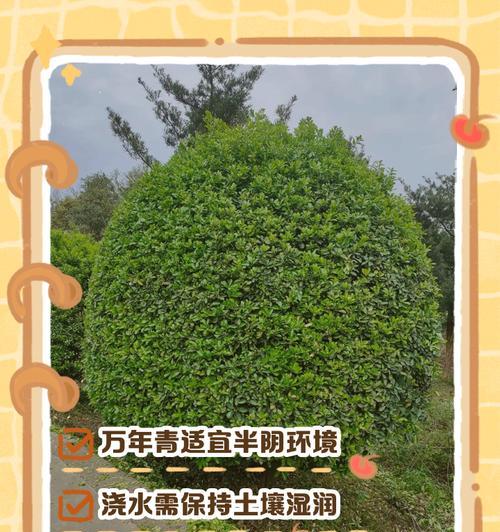 万年青叶子发黄是什么原因？如何处理？