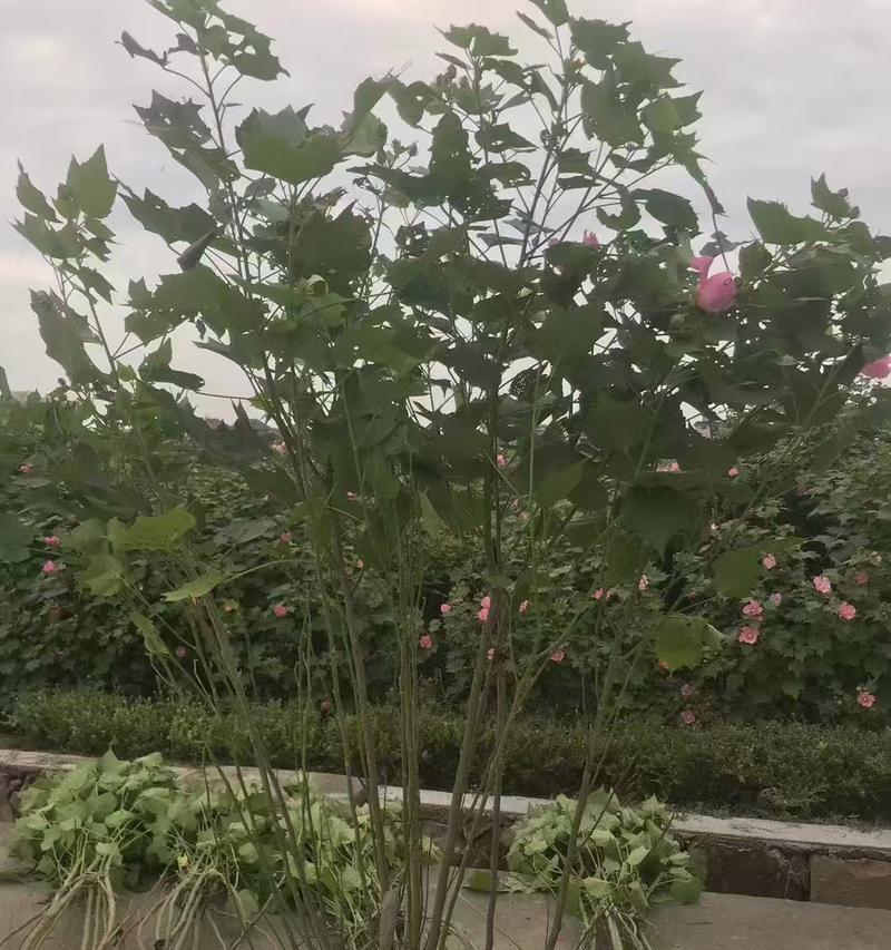 芙蓉花种植需要注意哪些问题？