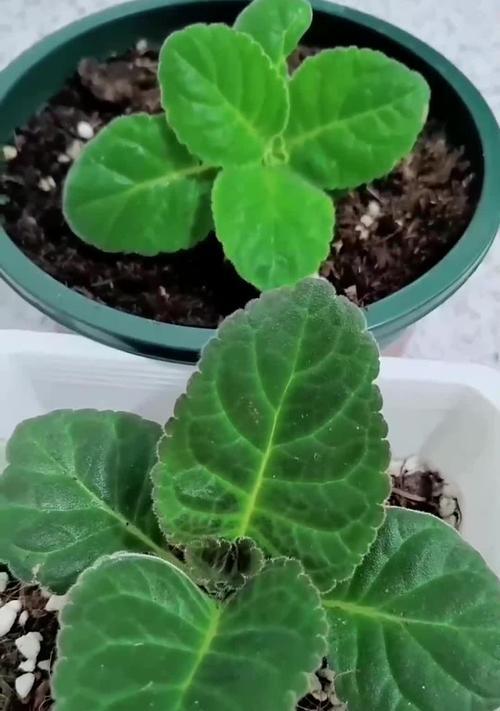 芙蓉花种植需要注意哪些问题？