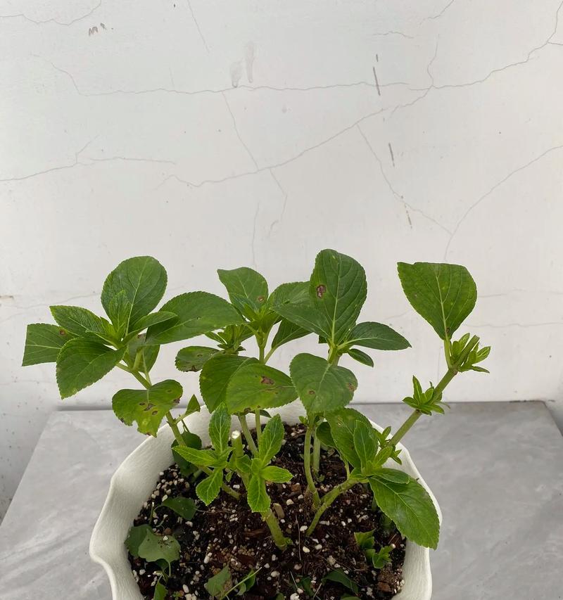 绣球花适合什么时候进行地栽？