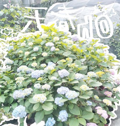绣球花适合什么时候进行地栽？