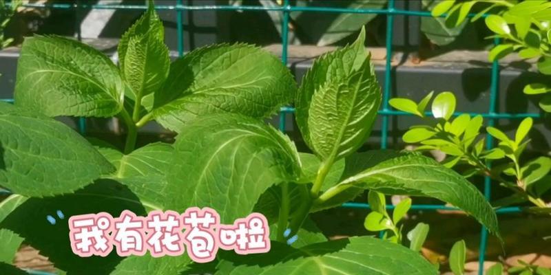 绣球花适合什么时候进行地栽？
