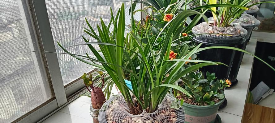 兰花发花芽的条件和时间是什么？