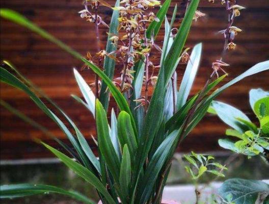 兰花发花芽的条件和时间是什么？