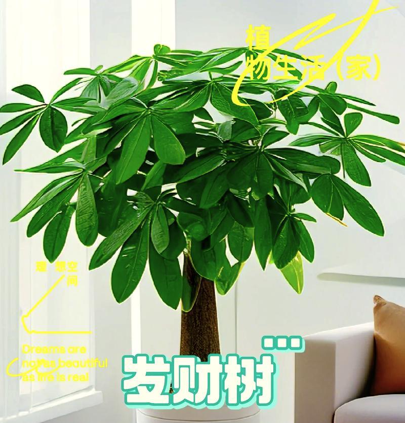 发财树品种有哪些？发财树品种如何选择？