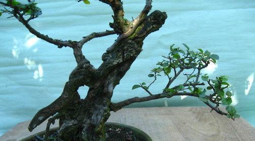 雀梅盆景上盆土壤选择：哪种土最合适？
