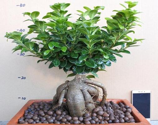 容树盆栽植物养护方法有哪些？