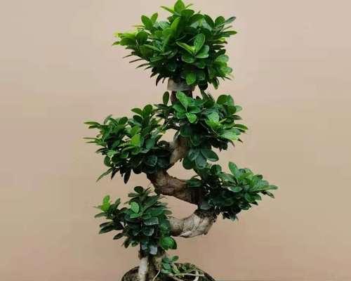 容树盆栽植物养护方法有哪些？