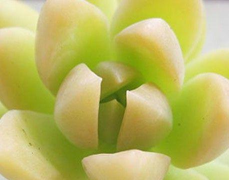 黄丽养殖需要注意什么？黄丽的养殖方法有哪些？
