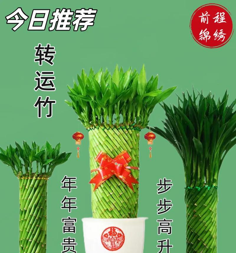 富贵竹编织技巧和步骤？
