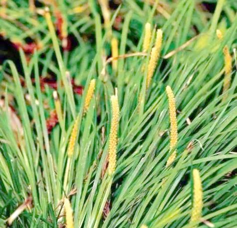 石菖蒲种植步骤详解？如何保证成活率？