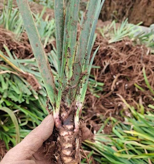 石菖蒲种植步骤详解？如何保证成活率？