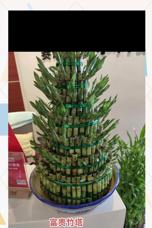 转运竹种植的正确步骤是什么？