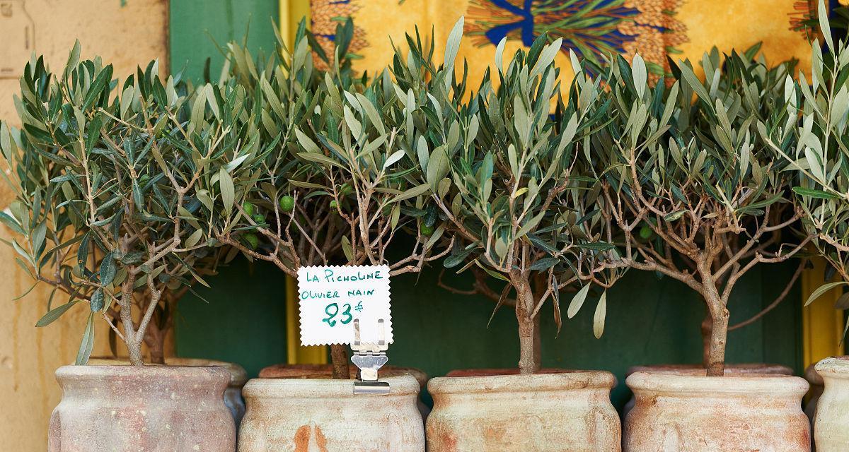 橄榄盆栽种植需要注意什么？