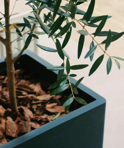 橄榄盆栽种植需要注意什么？