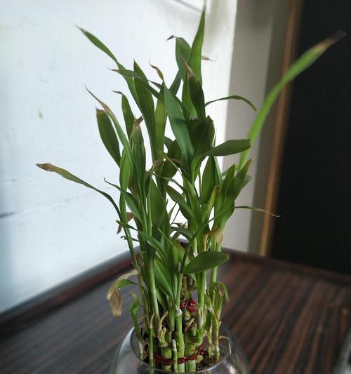 富贵竹根烂了怎么办？如何拯救受损的富贵竹？