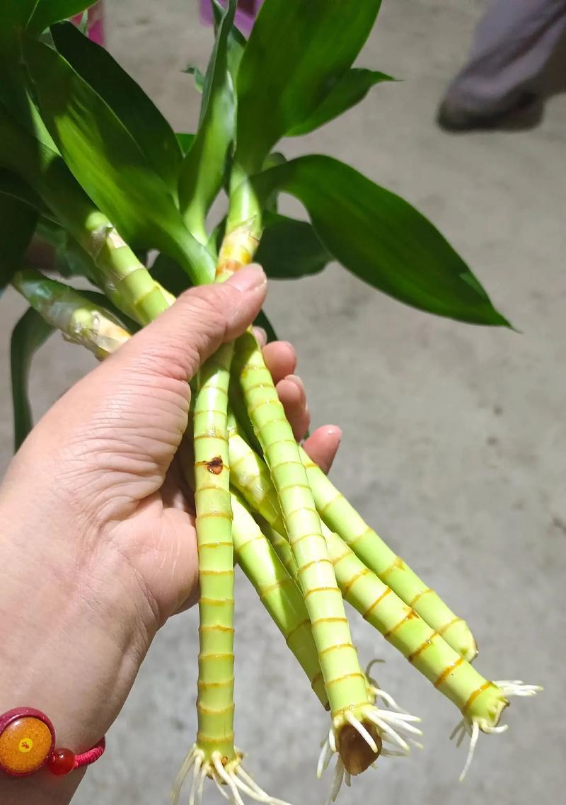 富贵竹根烂了怎么办？如何拯救受损的富贵竹？