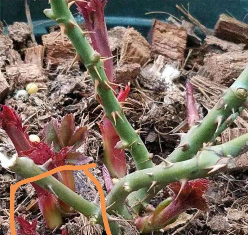 月季修剪的正确方法是什么？如何修剪才能让月季多开花？