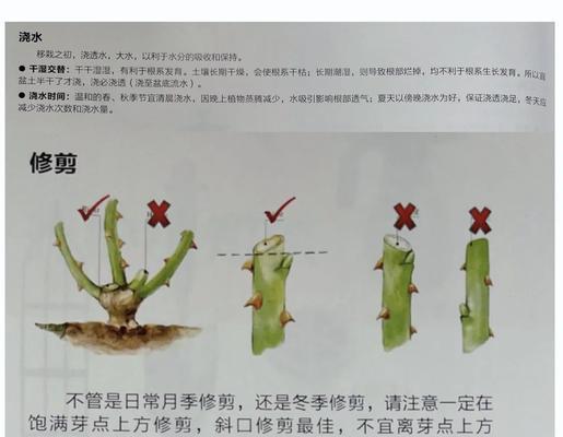 月季修剪的正确方法是什么？如何修剪才能让月季多开花？