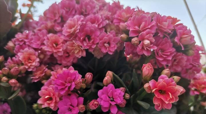 冬季适合在花盆中种植哪些植物？冬季花盆植物的选择技巧是什么？