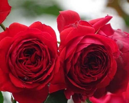 经典丰花月季有哪些品种？丰花月季的养护和种植技巧是什么？