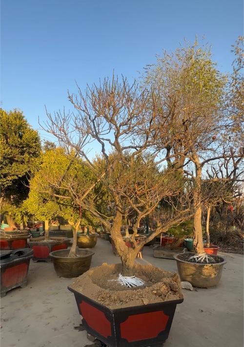 红梅盆景修剪技巧有哪些？