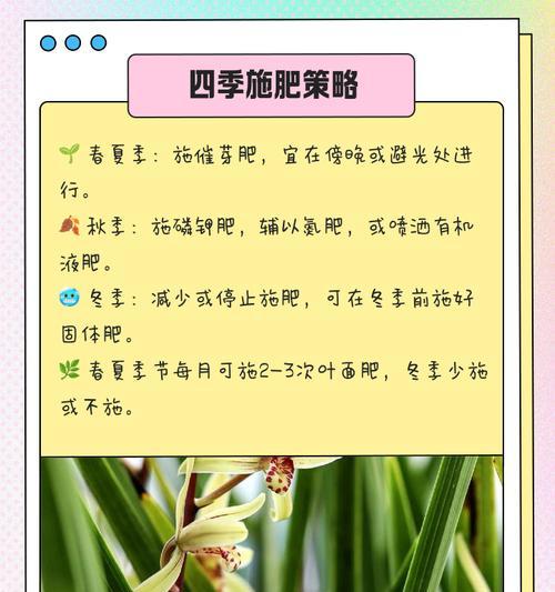 盆栽花卉施肥的正确方法有哪些？