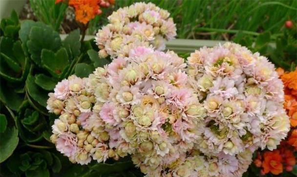 秋天有哪些花卉开放？秋季花卉的种植和观赏技巧是什么？
