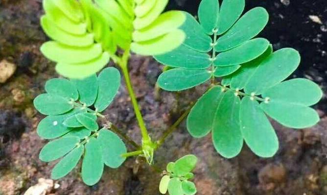 含羞草发芽的方法是什么？促进种子快速发芽！