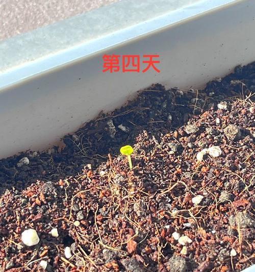 含羞草发芽的方法是什么？促进种子快速发芽！