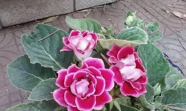 喜阴花卉的种类和特点是什么？