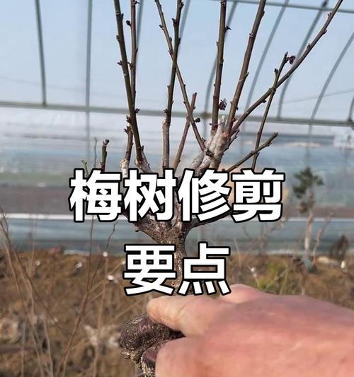 修剪梅花树的最佳时机是什么时候？