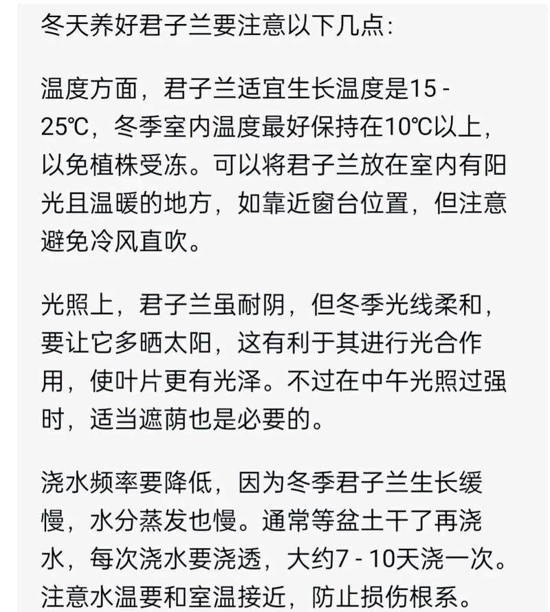 君子兰的养护要点是什么？如何正确照顾君子兰？