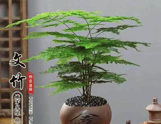室内养竹子需要注意什么？如何保持竹子生长旺盛？