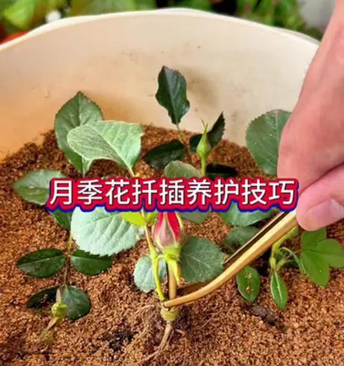 月季花的正确养护方法？