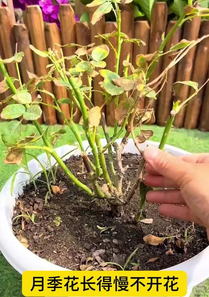 月季花的正确养护方法？