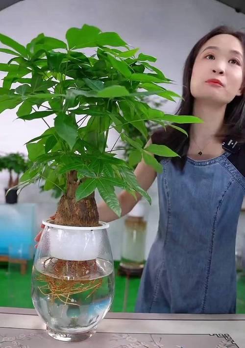 水培花卉施肥方法是什么？
