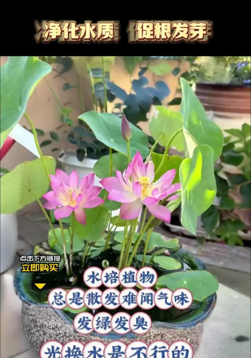 水培花卉施肥方法是什么？