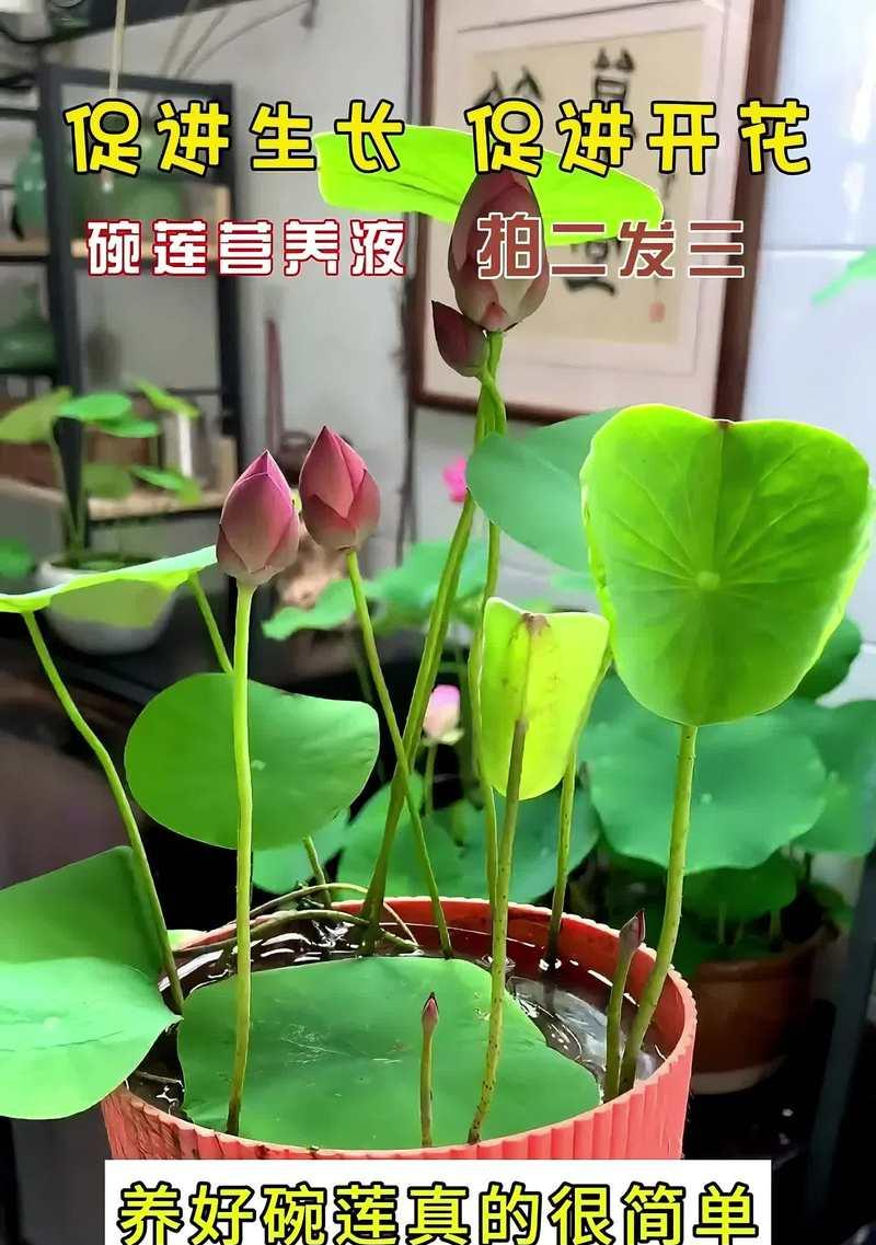水培花卉施肥方法是什么？