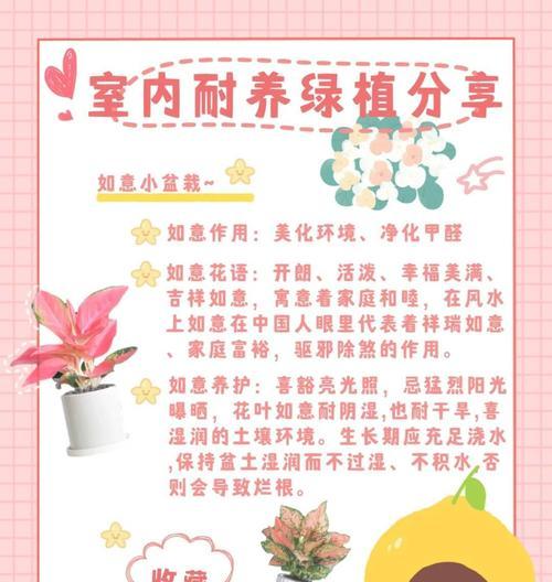 植物如意的养殖方法是什么？