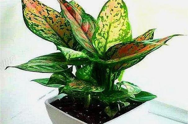 植物如意的养殖方法是什么？