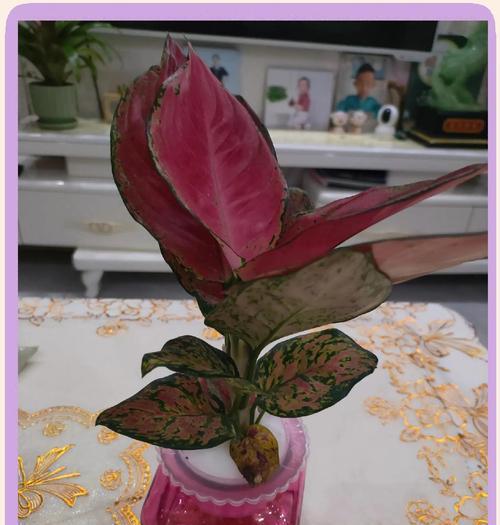 植物如意的养殖方法是什么？