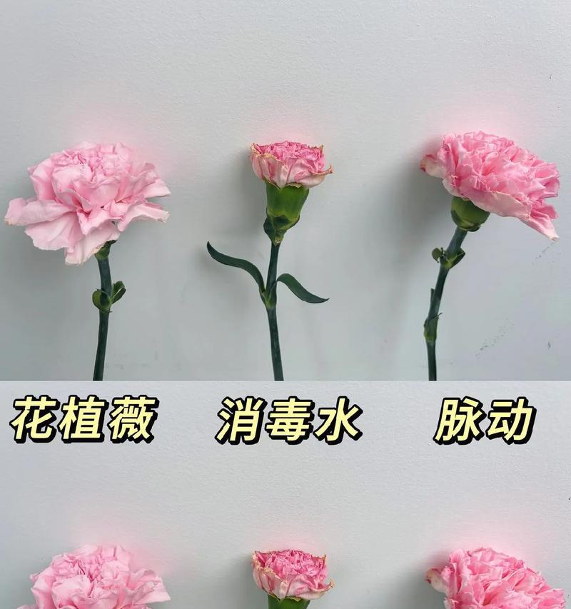 康乃馨花保鲜的正确方法是什么？
