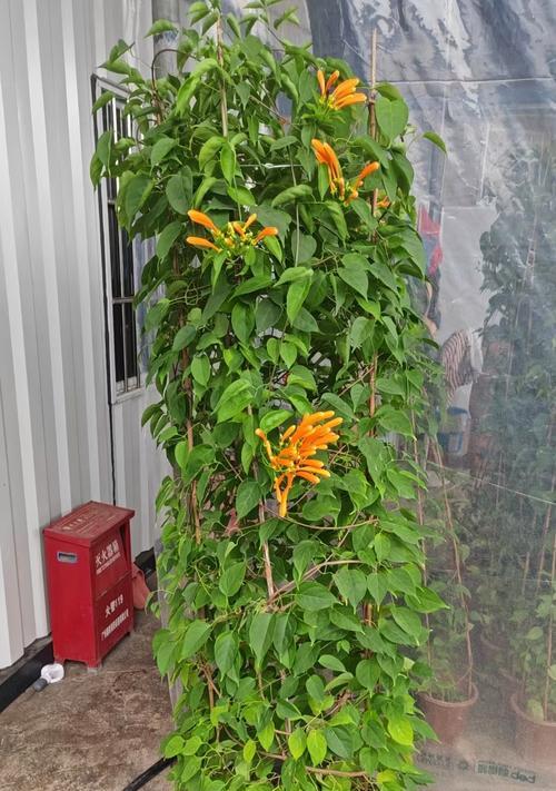 哪些花卉具有藤本特性？