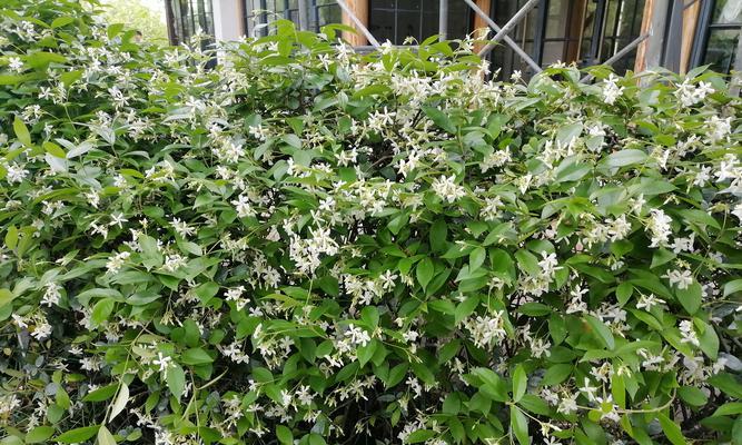 哪些花卉具有藤本特性？